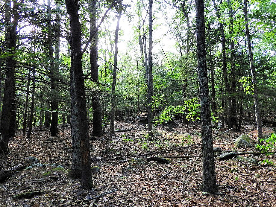 Green trees with hints of fall foliage
